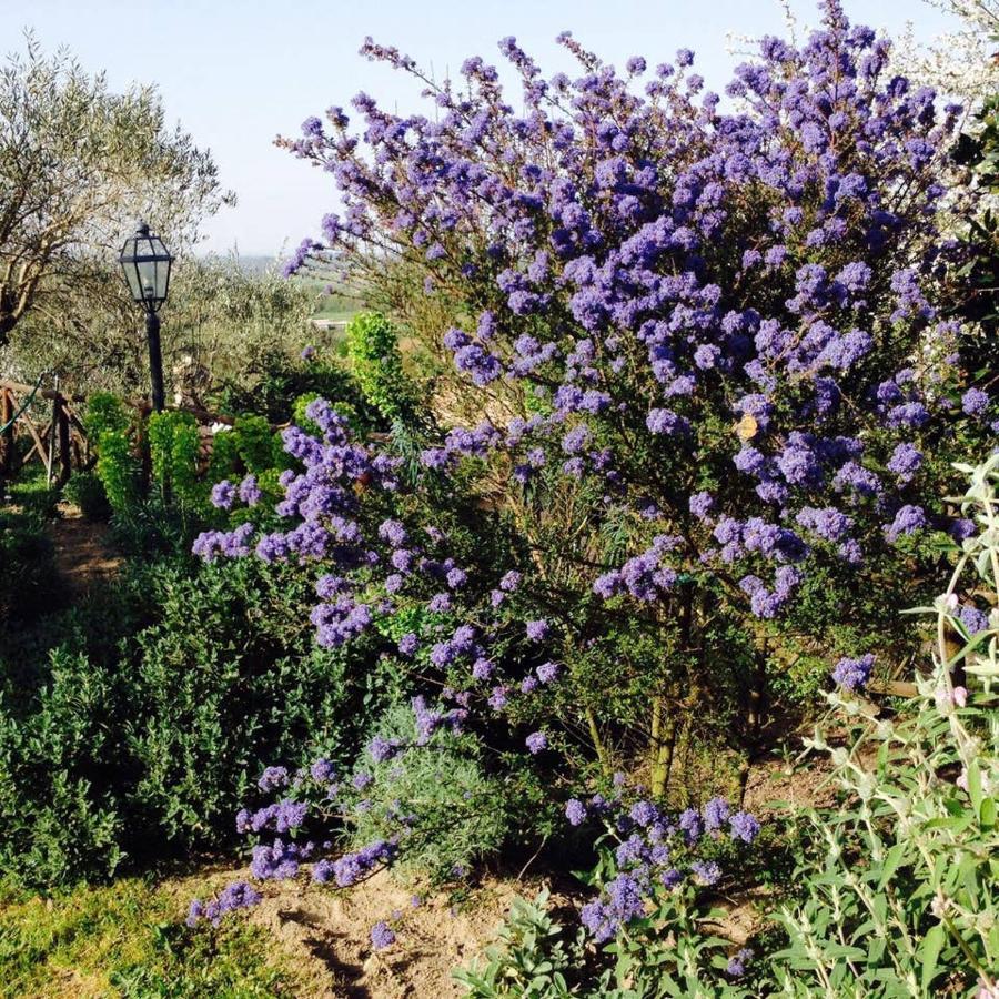 Olivella Villa Campagnano Di Roma Bagian luar foto